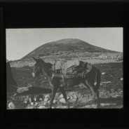 Böhl glass slide 21./673